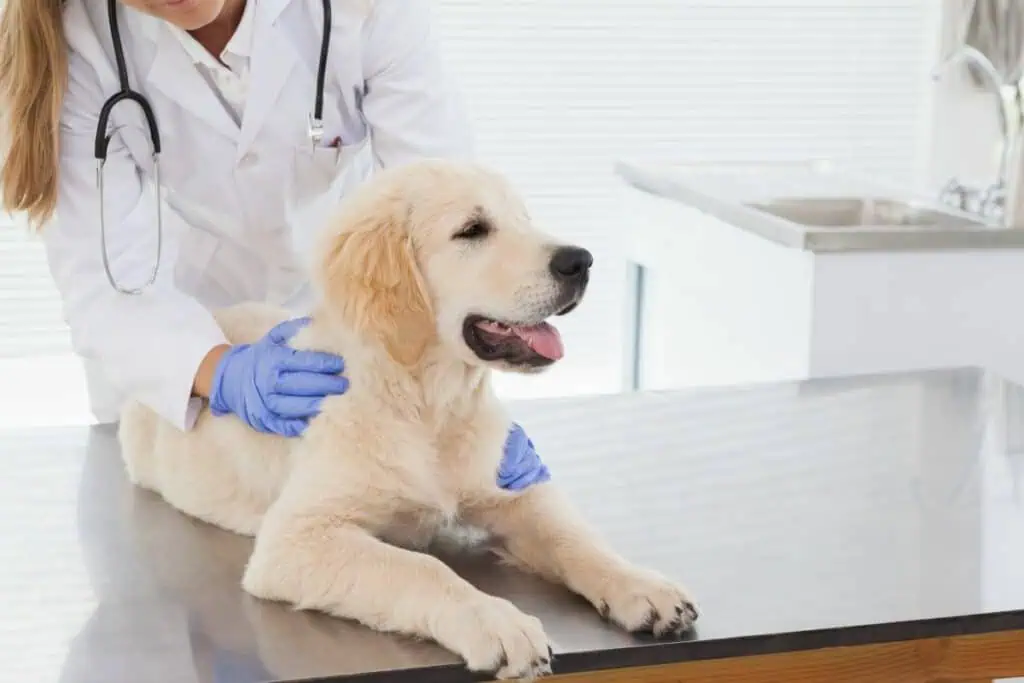 Wie lange dauert eine Knochenhautentzündung beim Hund?