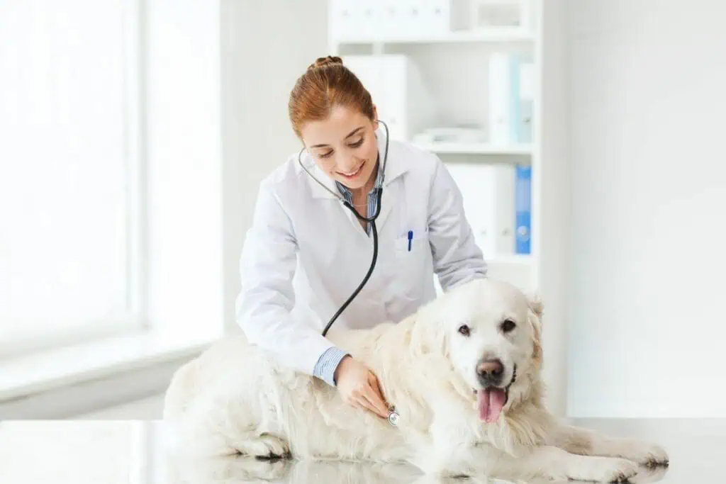 Knochenhautentzündung beim Hund richtig erkennen