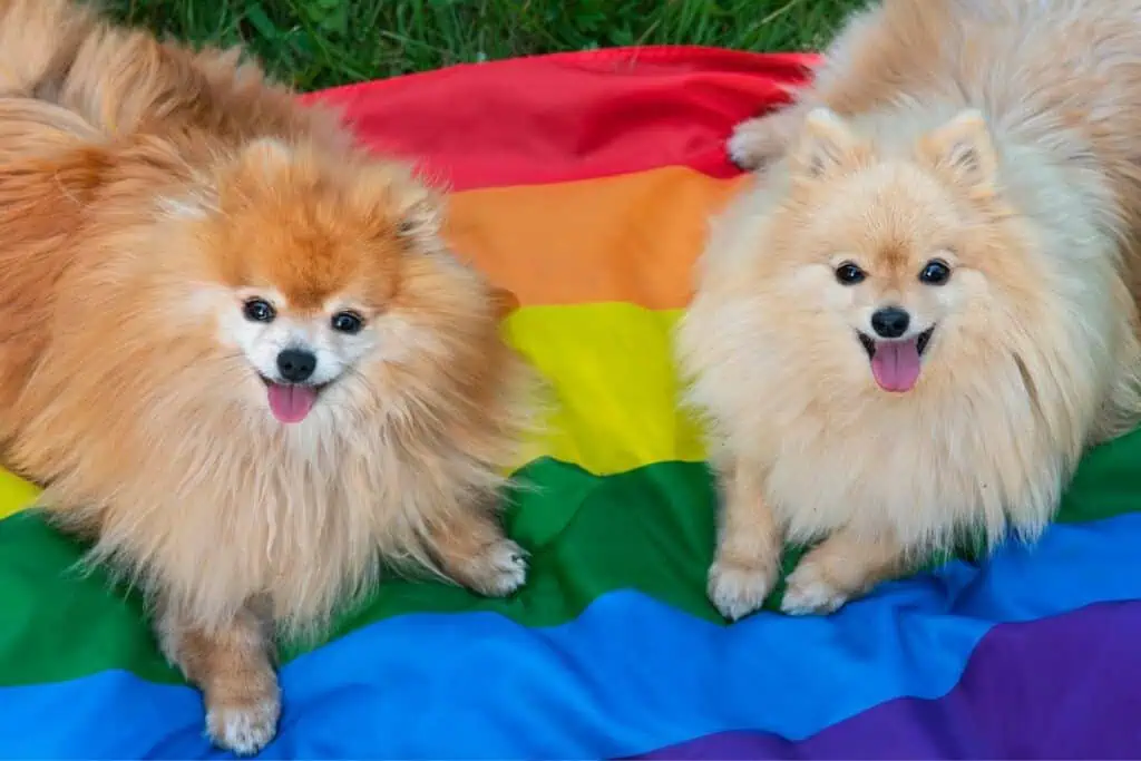 Können Hunde tatsächlich schwul bzw. homosexuell sein?
