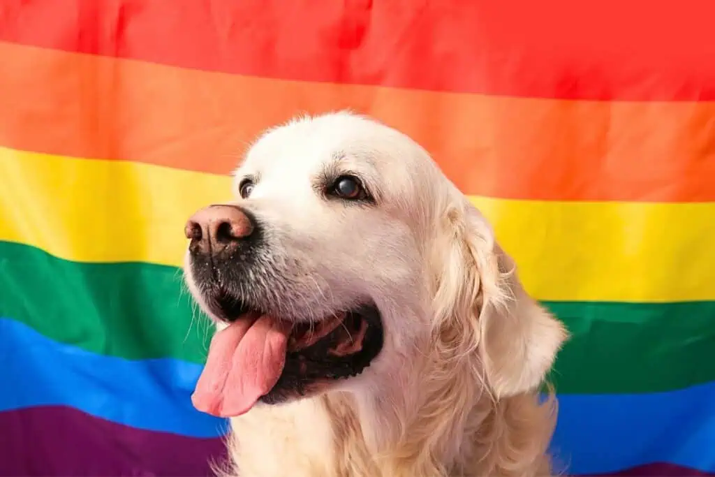 können hunde schwul sein