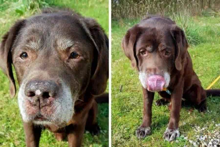 Zuckersüßer Hunde-Opi braucht neues Zuhause Wer nimmt Labrador Bobby auf