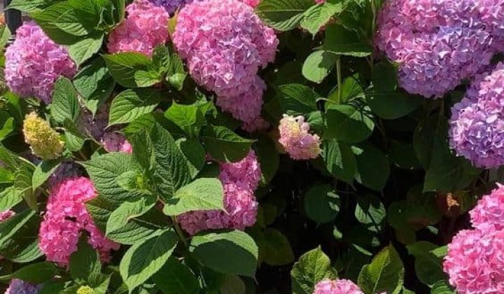 Do These 5 Things To Your Hydrangeas In Spring And They’ll Produce More Blooms