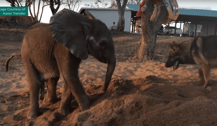 elefanten baby