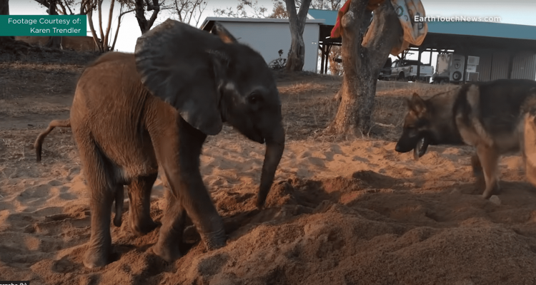 elefanten baby