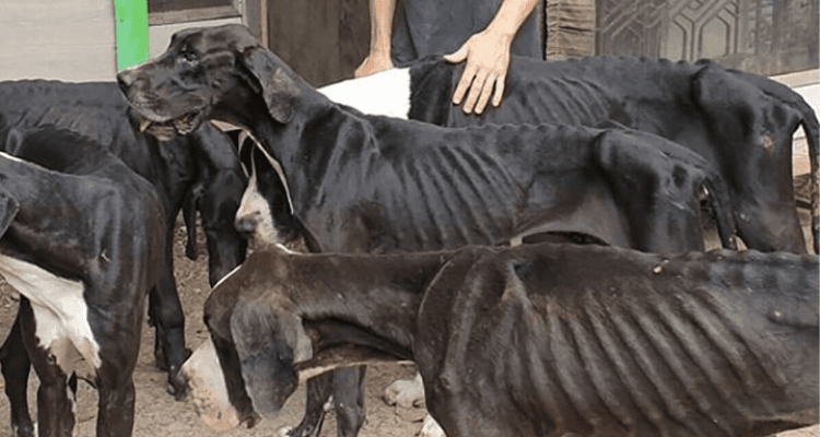13 bis auf die rippen abgemagerte deutsche doggen in thailand gerettet