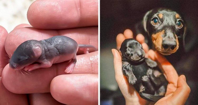 17 extrem süße Bilder von ungewöhnlichen Tier-Babys und ihren Müttern