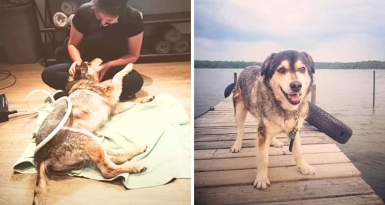 18-jähriger Hund ist todkrank - doch bei seiner neuen Mama erlebt er eine unfassbare Verwandlung