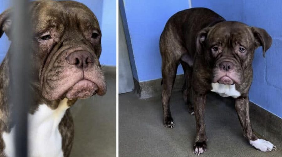 Der Pitbull war jeden Tag traurig. Dann wurde er adoptiert und fand endlich ein glückliches Zuhause. © Screenshot Facebook/Orange County Animal Services