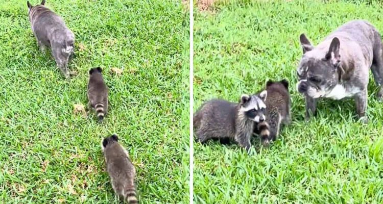 Papa sein ist anstrengend: Wie diese 2 Baby-Waschbären einem Hund folgen, ist einfach niedlich