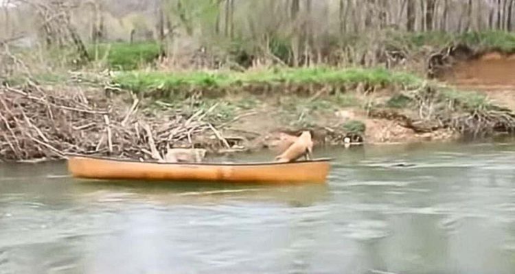 2 Hunde treiben hilflos im Kanu auf einem Fluss - was ein Labrador dann tut, ist einfach unglaublich