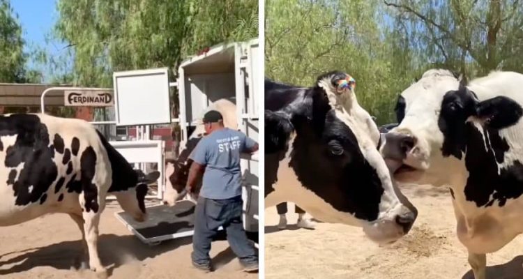 2 Kühe begegnen sich nach langer Trennung wieder – Ihre Reaktion rührt das Internet zu Tränen