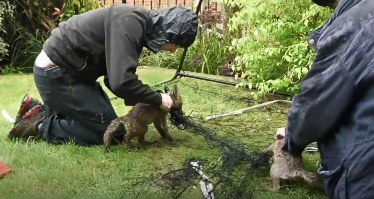 2 Fuchsbabys haben sich in Fußballnetz verfangen - doch nach der Rettung gibt es den nächsten Schock