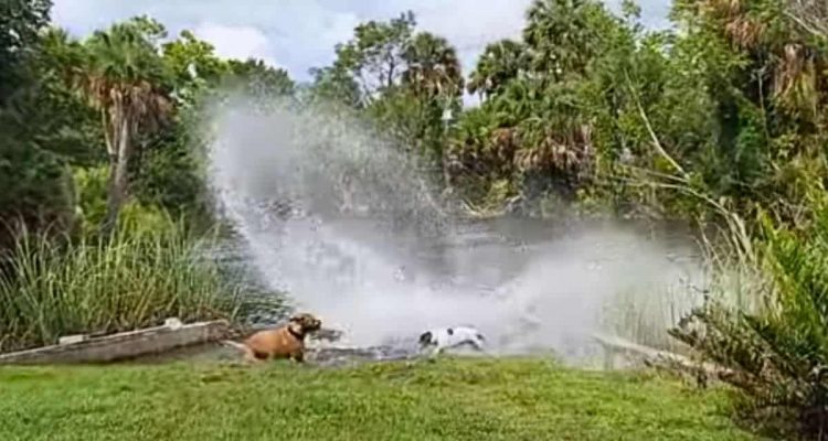 2 Hunde wittern Tier im Fluss – doch mit dieser wütenden Reaktion haben sie nicht gerechnet