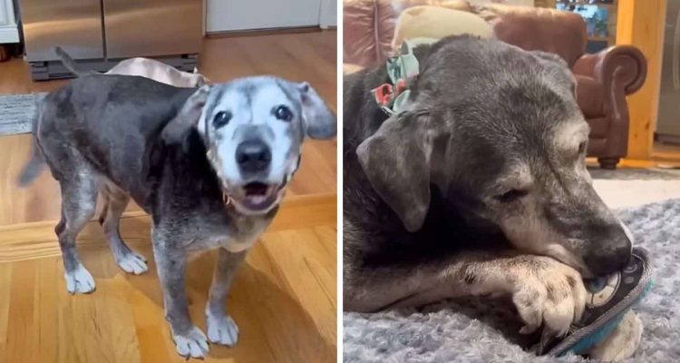 20 Jahre alter Hund bekommt ein Zuhause