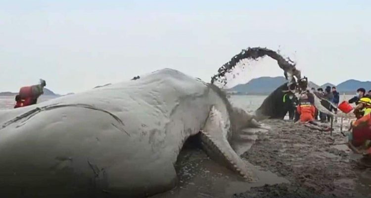 20 Meter großer Wal strandet an Küste - wie diese Menschen reagieren, ist unglaublich-1