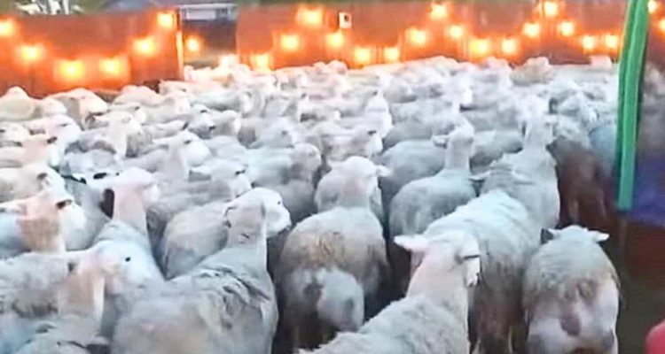 200 Schafe stürmen Party im Hinterhof- Was dann passiert, ist zum Totlachen