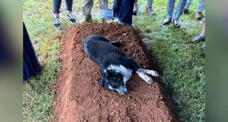 22-jähriger Junge tot gefunden- Sein trauernder Hund bleibt bei Beerdigung auf dem Grab liegen