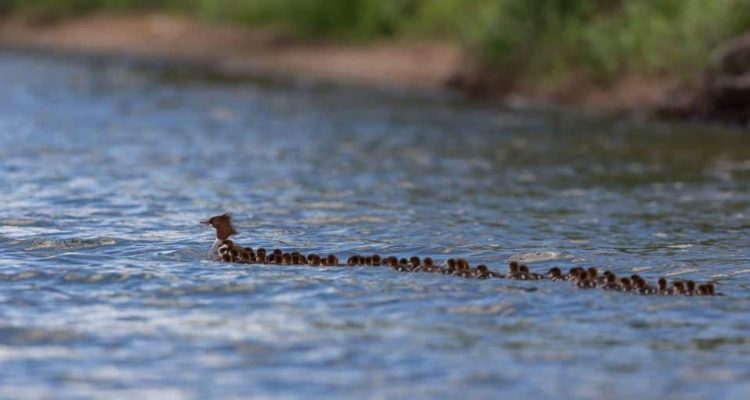 Entenmama, die sich um 76 Entenküken kümmert, rührt Fotografen zu außergewöhnlichen Bildern