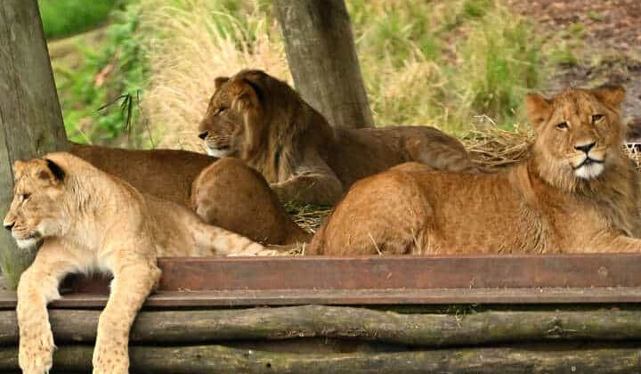 Der Zoo beherbergt momentan sieben Löwen. © Saeed KHAN / AFP