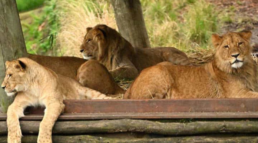Der Zoo beherbergt momentan sieben Löwen. © Saeed KHAN / AFP