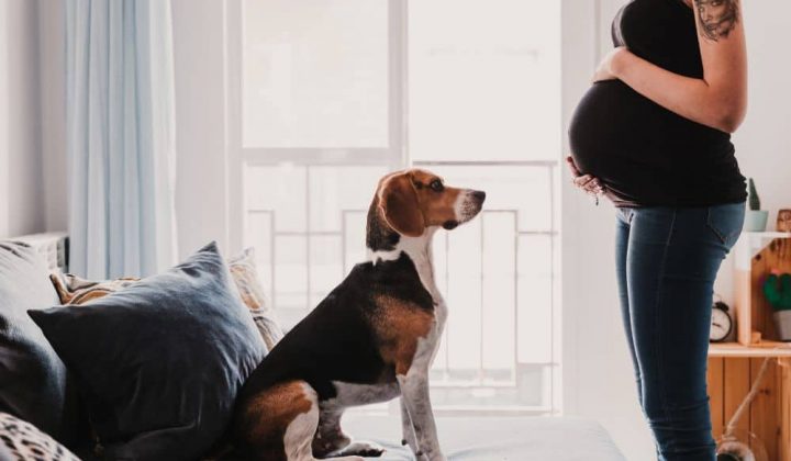 Merken Hunde, wenn man schwanger ist?