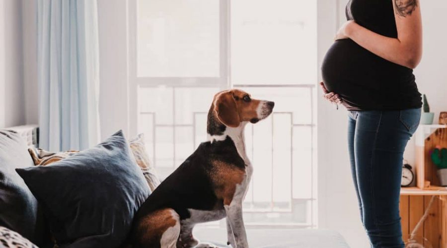 Merken Hunde, wenn man schwanger ist?