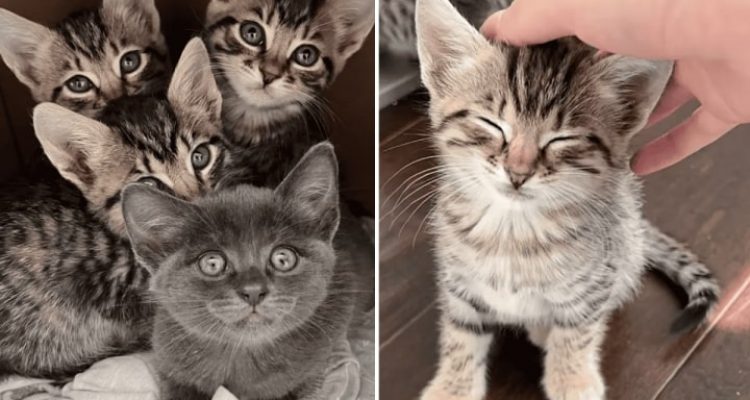4 Kätzchen können ihre Pflegemama nicht ausstehen - dieser kleine Trick ändert alles