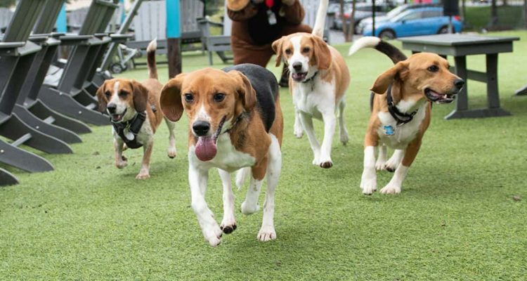 4000 Beagle aus Tierversuchslabor befreit: Zum Jahrestag der Rettung gibt es ein besonderes Fest