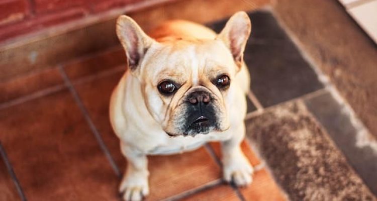 5 Gründe, warum du dir keine französische bulldogge kaufen solltest