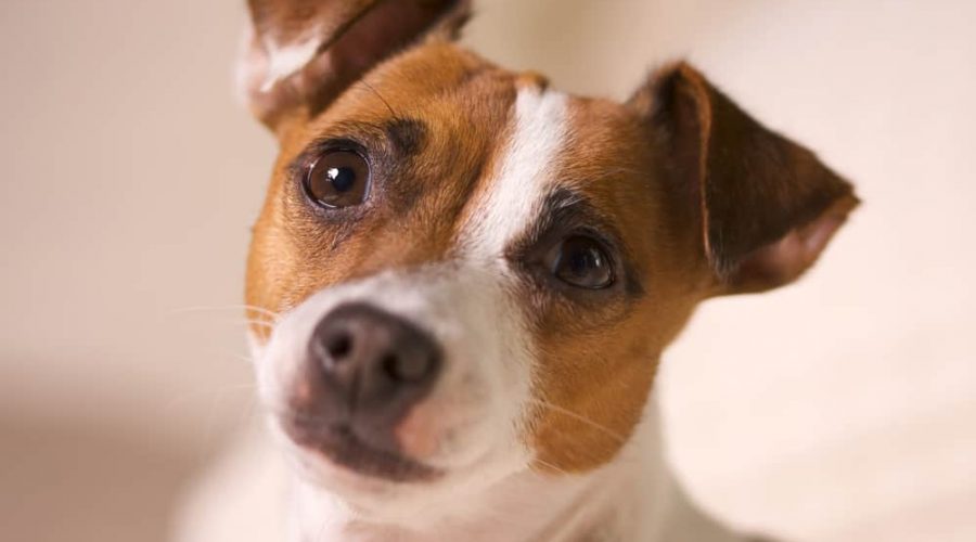Jack Russell Terrier Dog Portrait