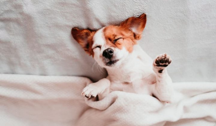 5 Gründe, wieso Du Dein Bett mit Deinem Hund teilen solltest