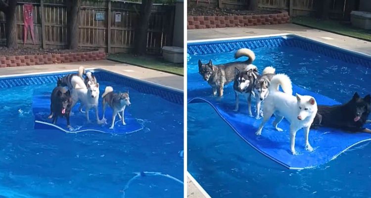 Wackeliger Spaß: Was diese 5 Hunde auf einer Matte im Pool machen, sieht zu komisch aus