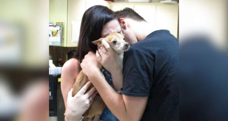 6 Jahre verschwunden - die Reaktion, als dieser Hund seine Familie wiedersieht, ist herzzerreißend