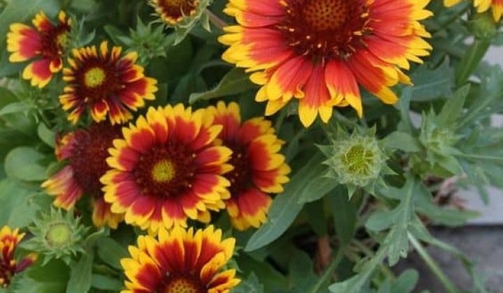 reasons-to-grow-blanket-flower