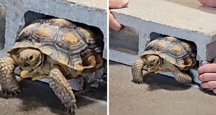 Abenteuerlustige Schildkröte unternimmt einen Ausflug - was ihr dabei passiert, macht sprachlos