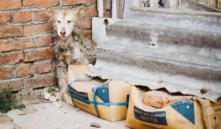 Abgemagerter Husky-Welpe verängstigt in Ecke gefunden - Verwandlung nach der Rettung ist unglaublich