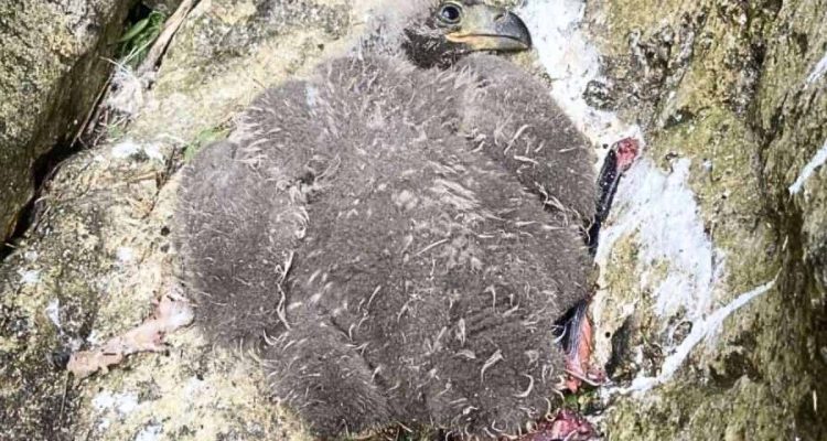 Adlerbaby fällt aus dem Nest - die überraschende Reaktion seiner Eltern beeindruckt die Retter