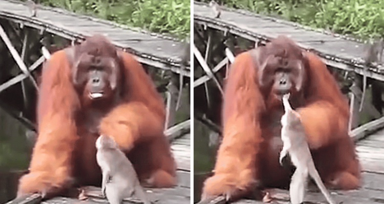 Äffchen will Orang-Utan eine Banane aus dem Mund klauen – Was dann passiert, lässt Lachtränen rollen