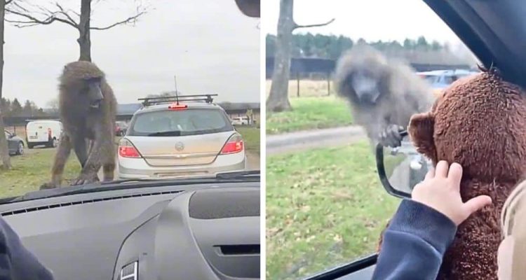 Affe klettert auf Auto herum – Wie ein Kind ihn dann zu Tode erschreckt, ist zum Brüllen komisch