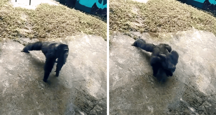 Affe zeigt Zoo-Besuchern, wie man Liegestütze macht - Tausende Fans sind zutiefst beeindruckt