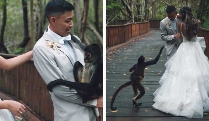 Affenfamilie crasht Fotoshooting von Hochzeitspaar – und bringt damit Millionen Zuschauer zum Lachen