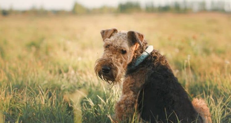 Airedale Terrier im Portrait