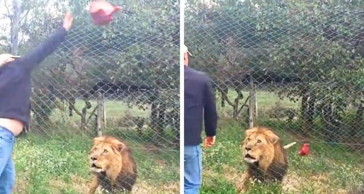 Alle Tierfreunde sind am Rätseln: Warum verhält sich dieser Löwe bei der Fütterung so merkwürdig