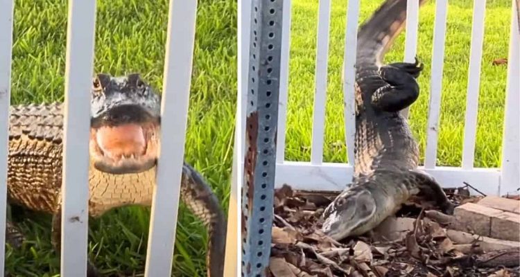 Alligator-Mama will ihr Nest beschützen - So stinksauer reagiert sie auf den Mann mit der Kamera