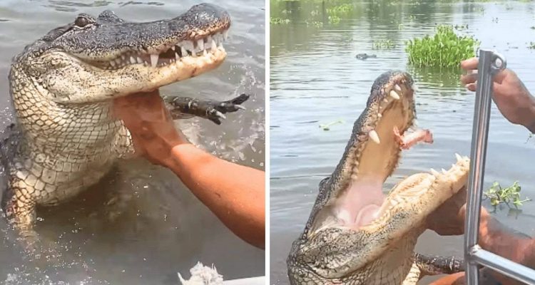 Alligator nähert sich Füßen eines Bootsfahrers - was der Mann dann tut, ist einfach nicht zu fassen