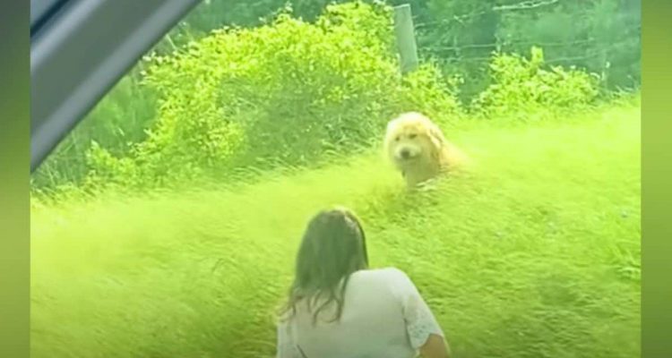 Als hätte er auf sie gewartet: Frau entdeckt Hund mitten in der Wildnis und schenkt ihm ein Zuhause