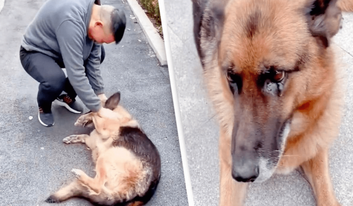 Alter Polizeihund trifft auf seinen früheren Hundeführer - und bricht wortwörtlich in Tränen aus
