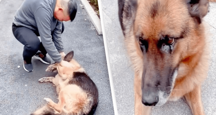 Alter Polizeihund trifft auf seinen früheren Hundeführer - und bricht wortwörtlich in Tränen aus