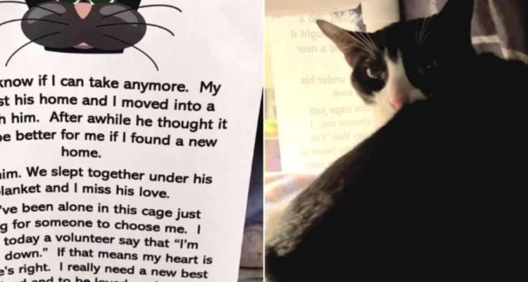 Am Zwinger dieser Tierheim-Katze hängt ein Zettel- Was dort zu lesen ist, bricht Besuchern das Herz