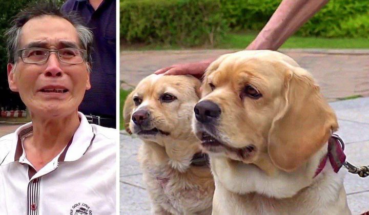 An Krebs erkrankt Mann bricht unter Tränen zusammen, als er sich von seinen Hunden verabschiedet